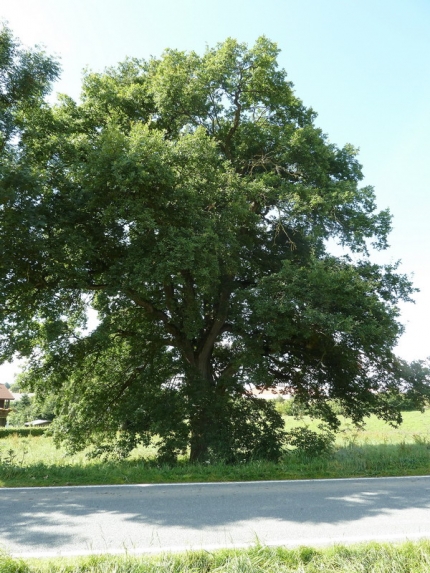 Bild 1 von Eiche am Ortsrand von Asseln